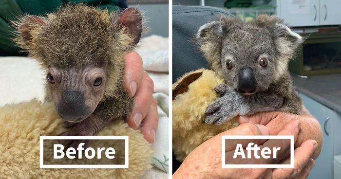 Australian Bushfires - Have the animals recovered? - crocpak.com