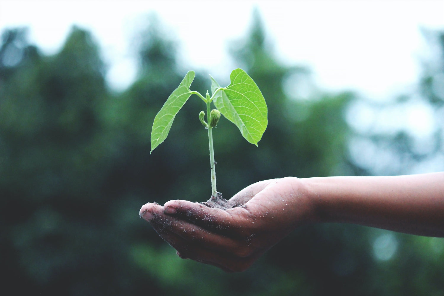 How to combat climate change (One tree at a time) - crocpak.com